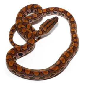 Brazilian Rainbow Boa for Sale