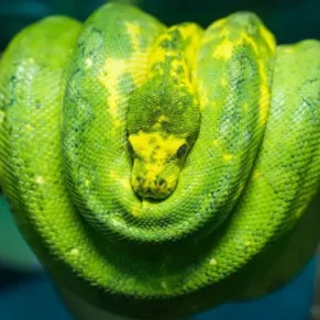 Adult Biak Green Tree Python