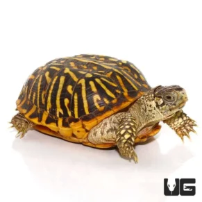 Adult Desert Ornate Box Turtle with a yellow and brown patterned shell in a desert-like enclosure.