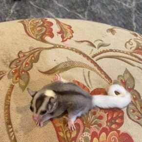 sugar glider